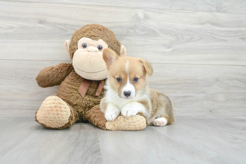 Playful Pembroke Welsh Corgi Purebred Pup