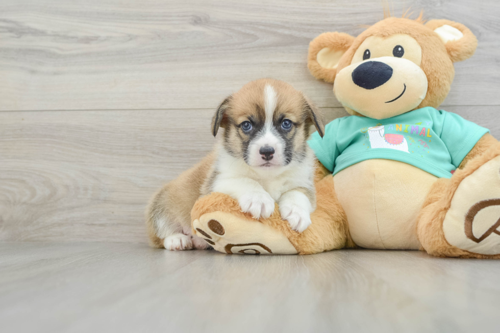 Hypoallergenic Pembroke Welsh Corgi Baby