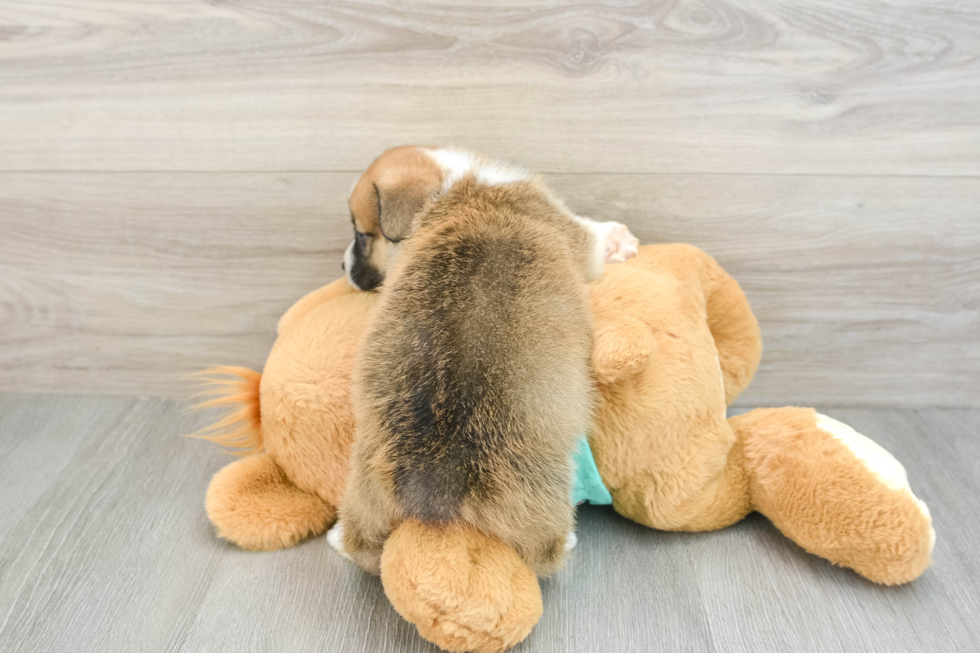 Pembroke Welsh Corgi Pup Being Cute