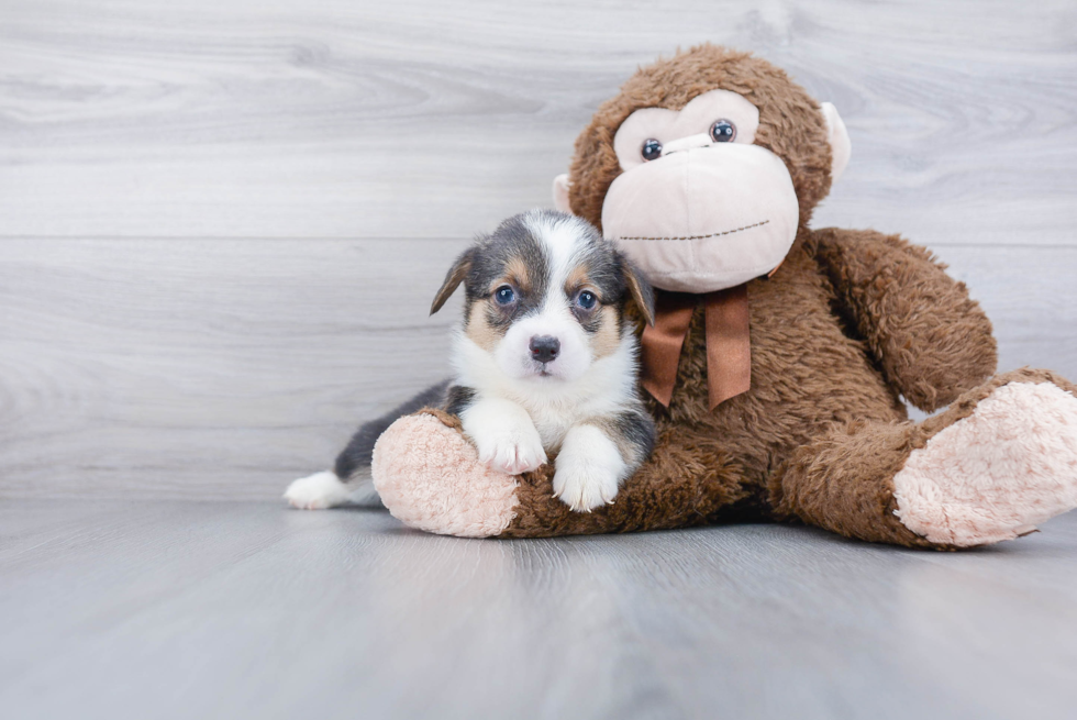 Playful Pembroke Welsh Corgi Purebred Pup