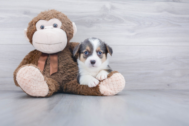 Popular Pembroke Welsh Corgi Baby