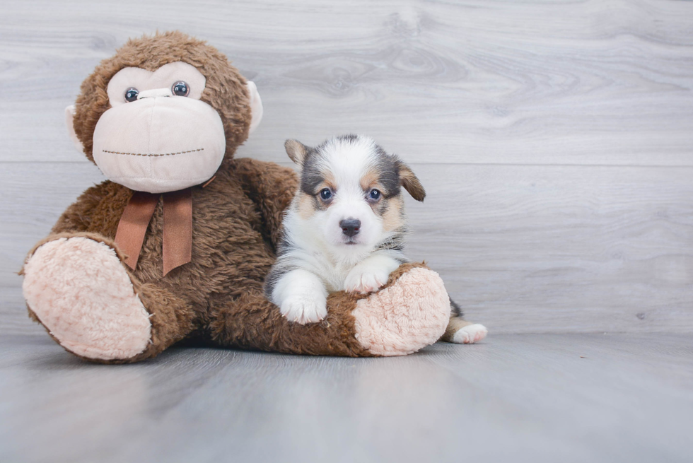 Funny Pembroke Welsh Corgi Purebred Pup