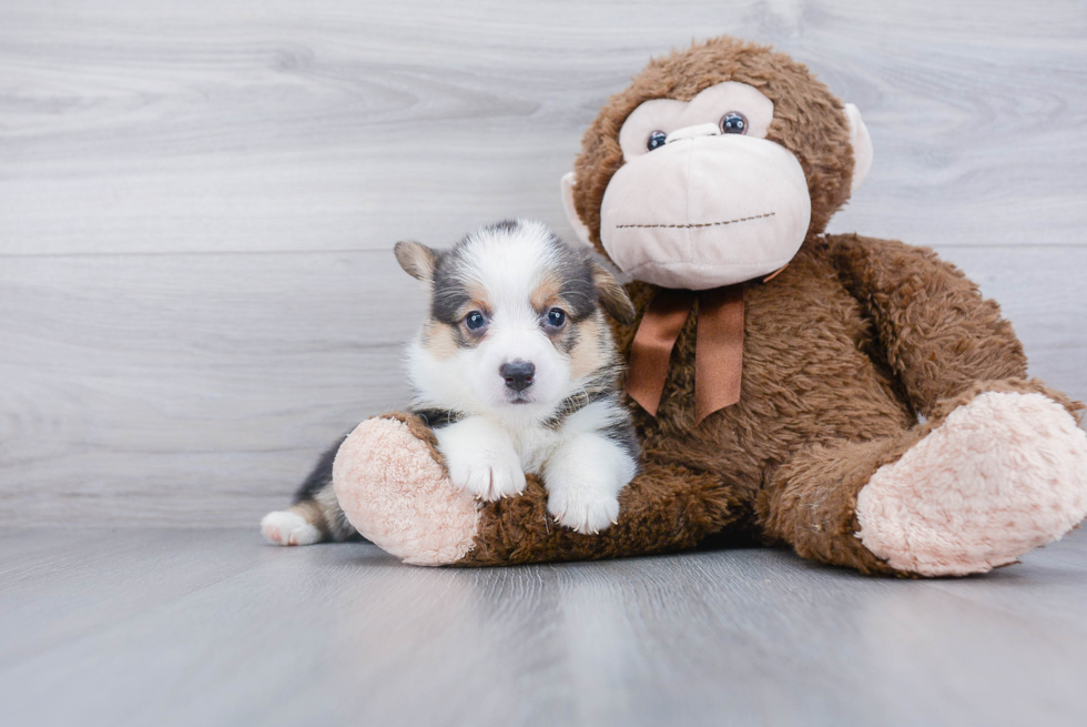 Popular Pembroke Welsh Corgi Baby