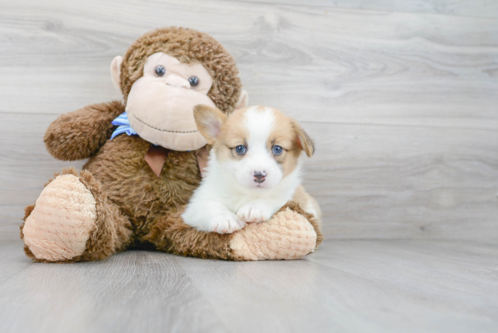 Best Pembroke Welsh Corgi Baby