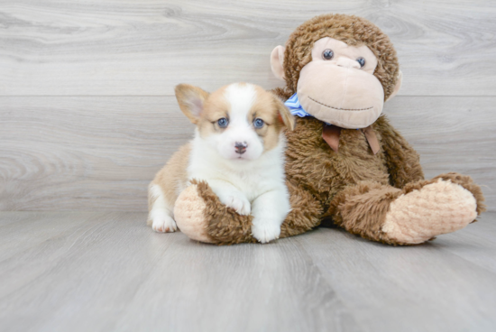 Pembroke Welsh Corgi Pup Being Cute