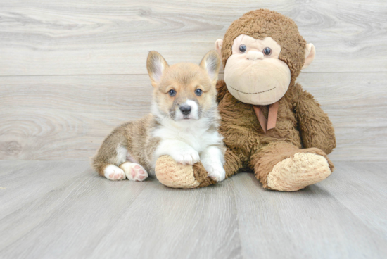 Popular Pembroke Welsh Corgi Purebred Pup