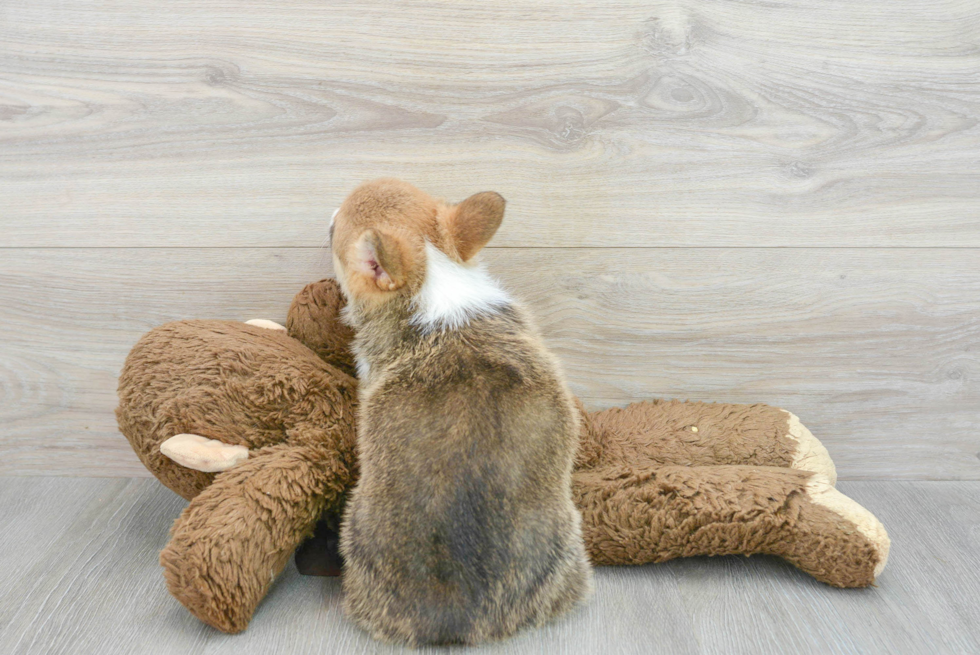 Sweet Corgi Purebred Puppy