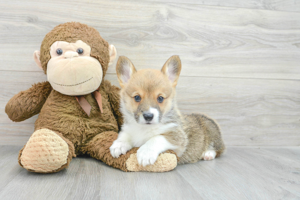 Petite Corgi Purebred Puppy