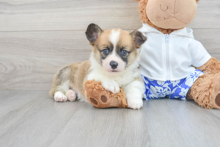 Cute Corgi Purebred Puppy