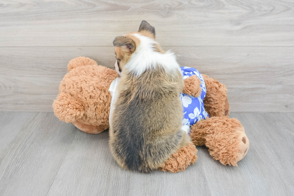 Friendly Pembroke Welsh Corgi Purebred Pup