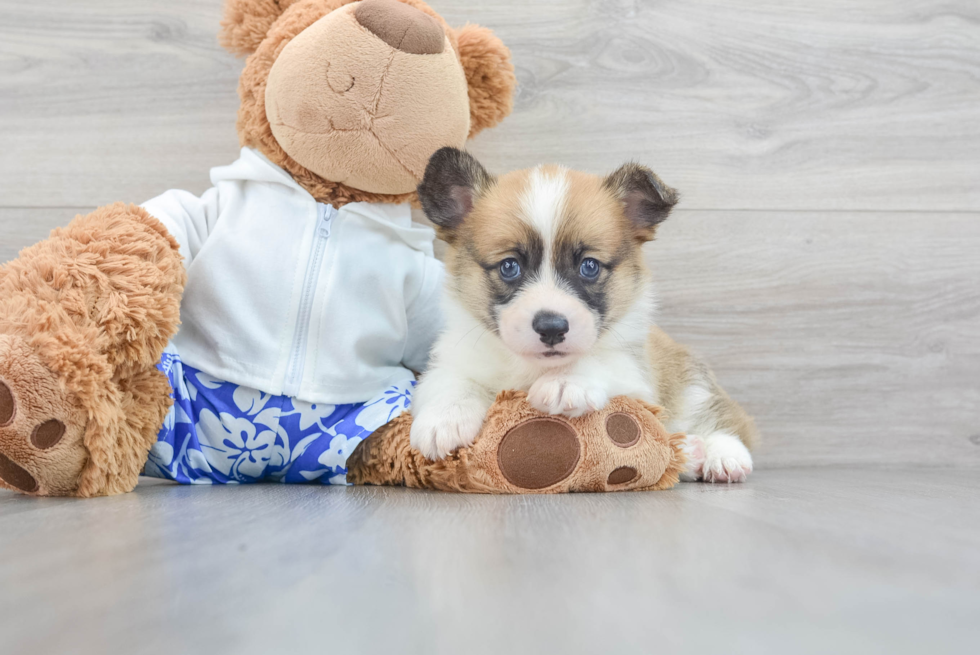 Pembroke Welsh Corgi Pup Being Cute