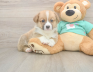 5 week old Pembroke Welsh Corgi Puppy For Sale - Premier Pups