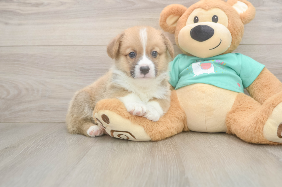 5 week old Pembroke Welsh Corgi Puppy For Sale - Premier Pups