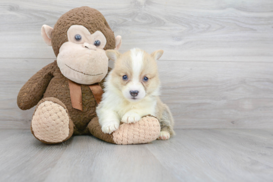 Pembroke Welsh Corgi Pup Being Cute