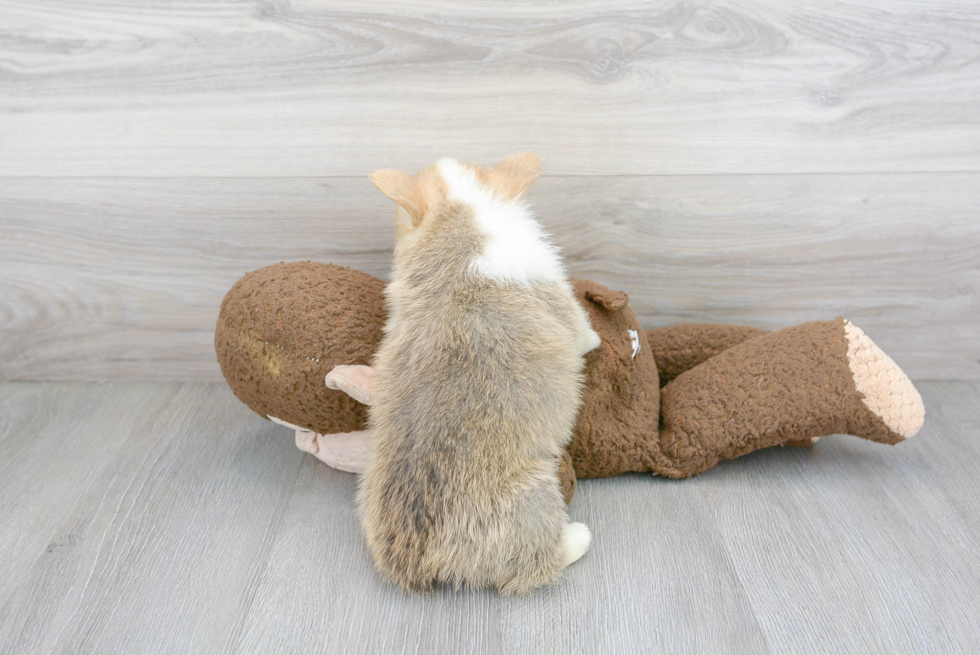 Pembroke Welsh Corgi Puppy for Adoption