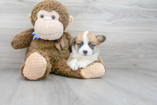 Energetic Corgi Purebred Puppy