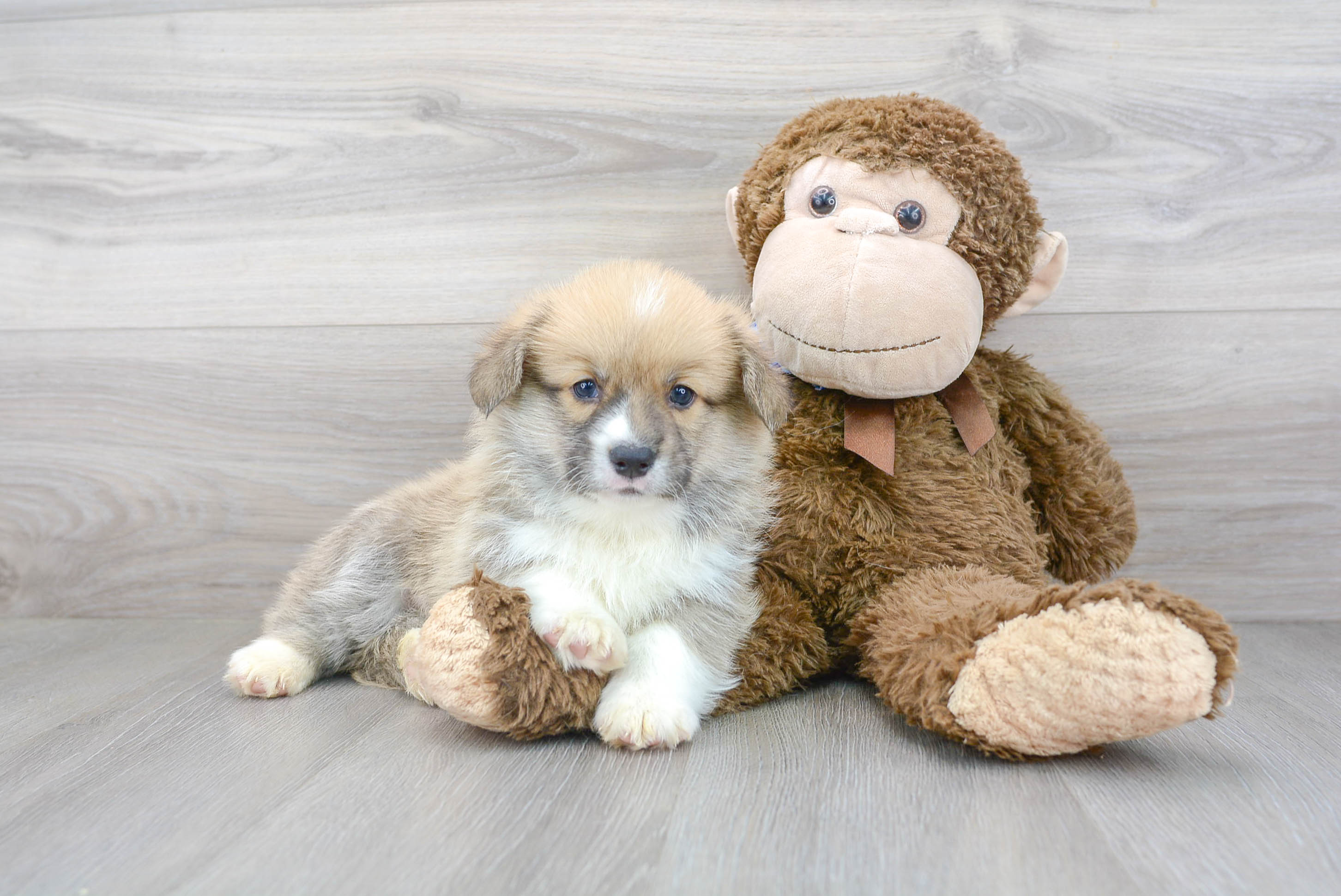 Friendly Pembroke Welsh Corgi Baby