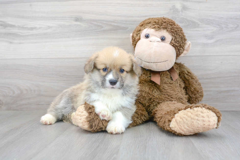 Friendly Pembroke Welsh Corgi Baby