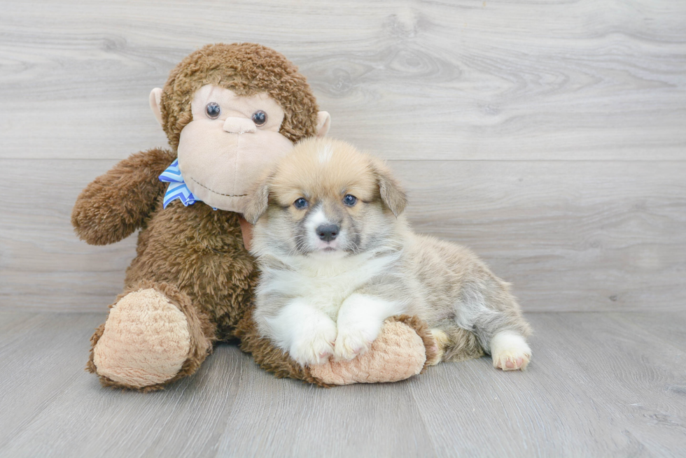 Small Pembroke Welsh Corgi Baby