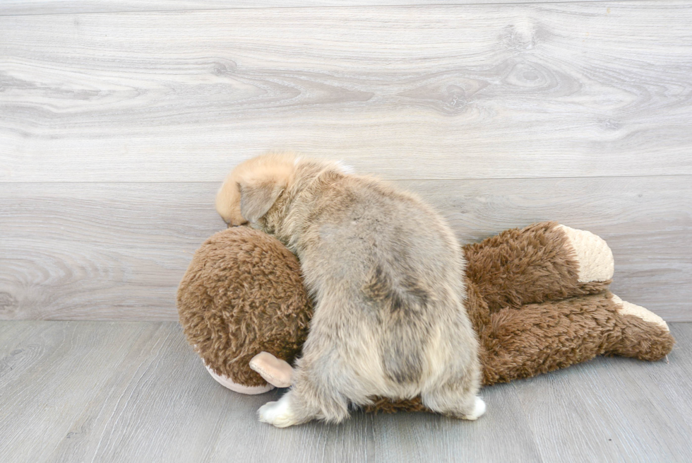 Pembroke Welsh Corgi Pup Being Cute