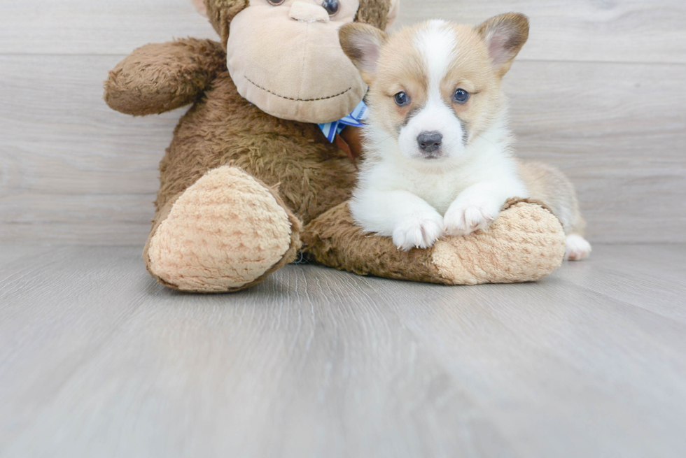 Best Pembroke Welsh Corgi Baby