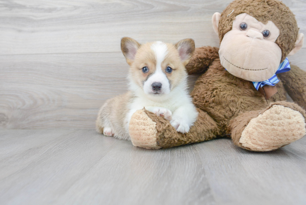 Best Pembroke Welsh Corgi Baby