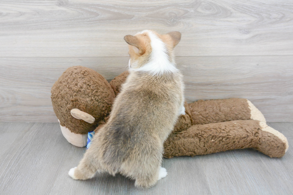 Playful Pembroke Welsh Corgi Purebred Pup