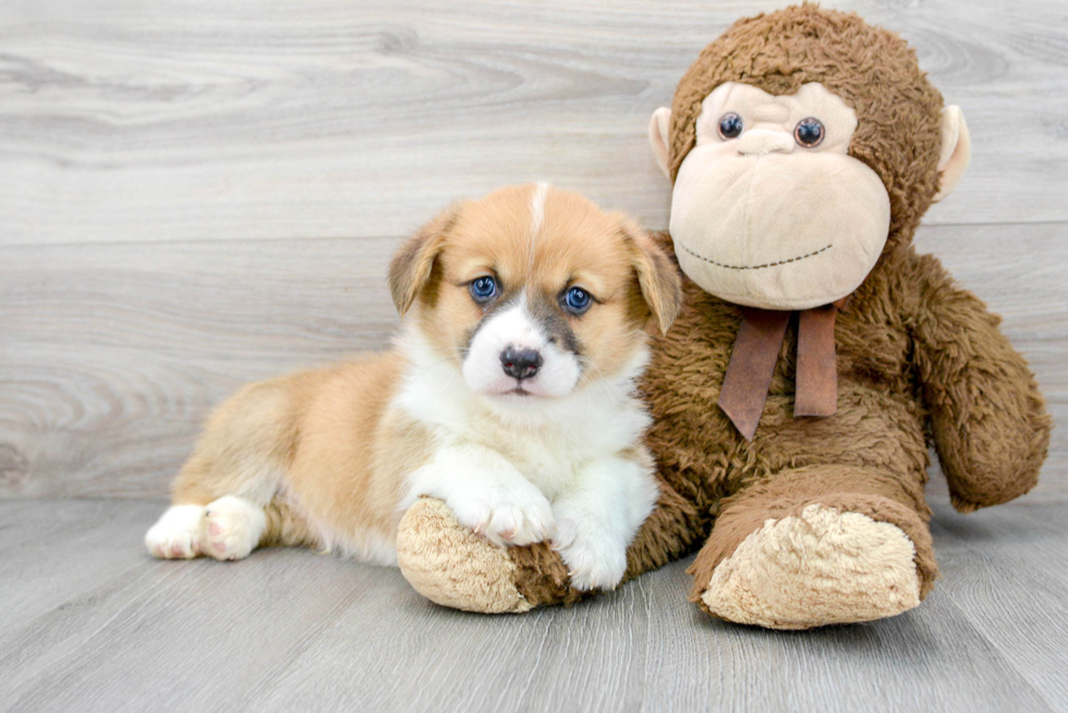 Pembroke Welsh Corgi Puppy for Adoption