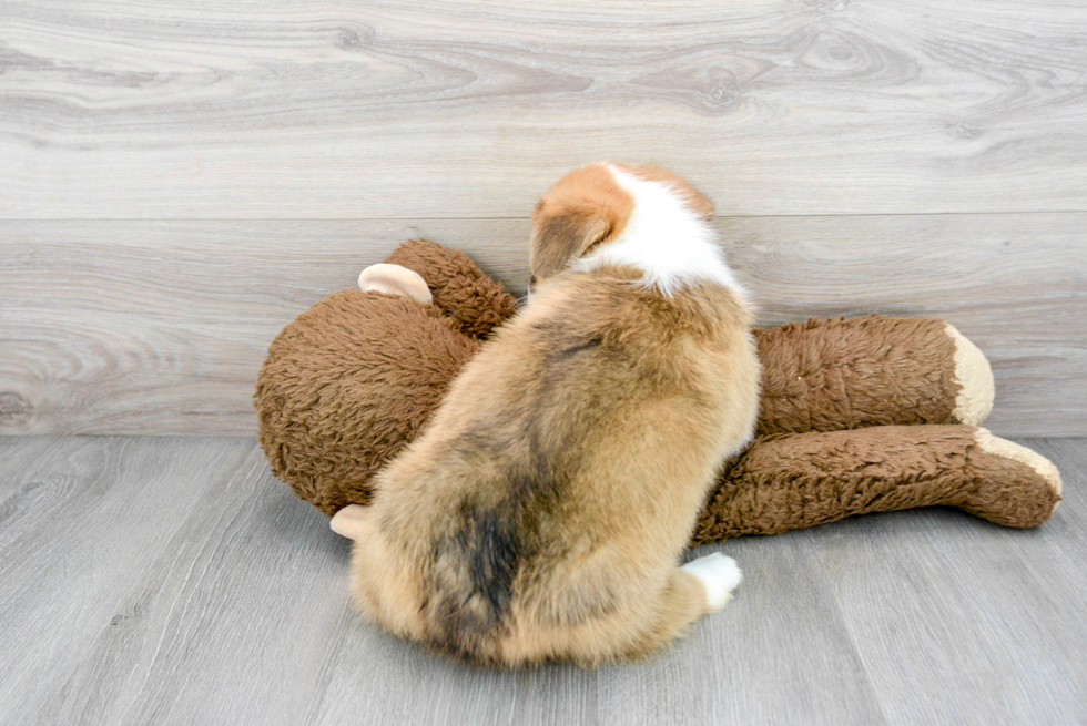 Pembroke Welsh Corgi Pup Being Cute