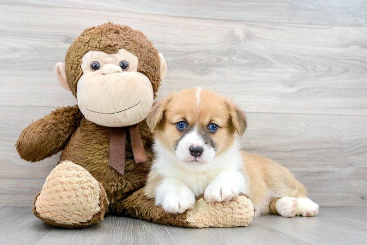 Petite Corgi Purebred Puppy