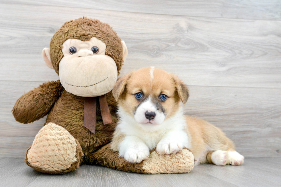 Petite Corgi Purebred Puppy