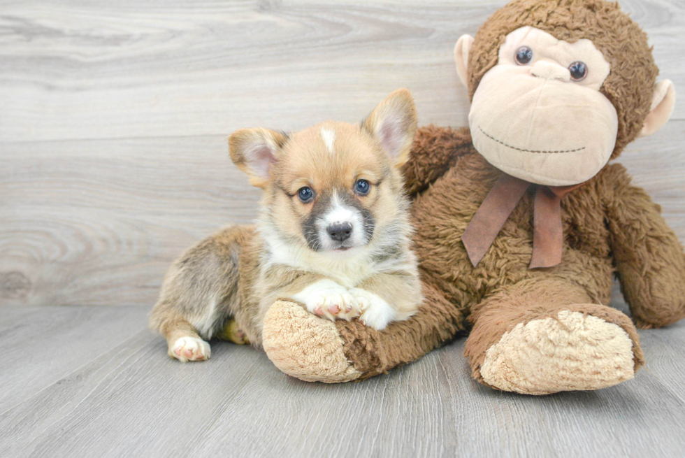 Pembroke Welsh Corgi Puppy for Adoption