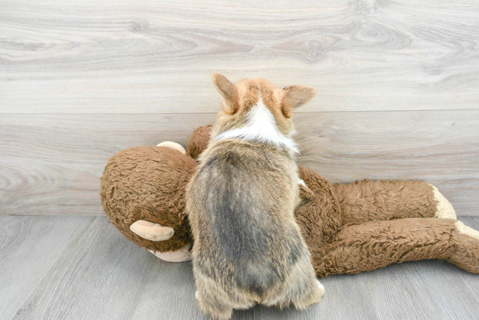 Playful Pembroke Welsh Corgi Baby