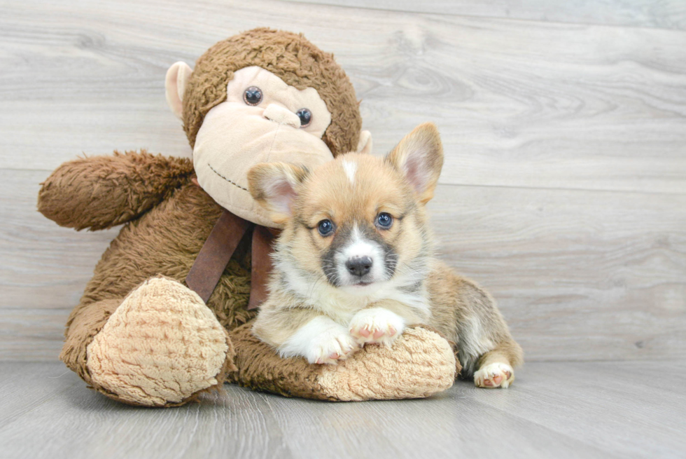 Little Pembroke Welsh Corgi Baby