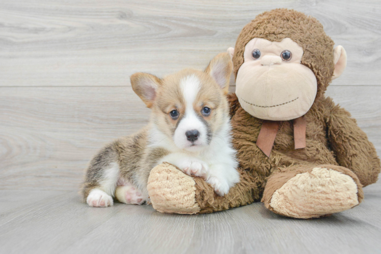 Best Pembroke Welsh Corgi Baby