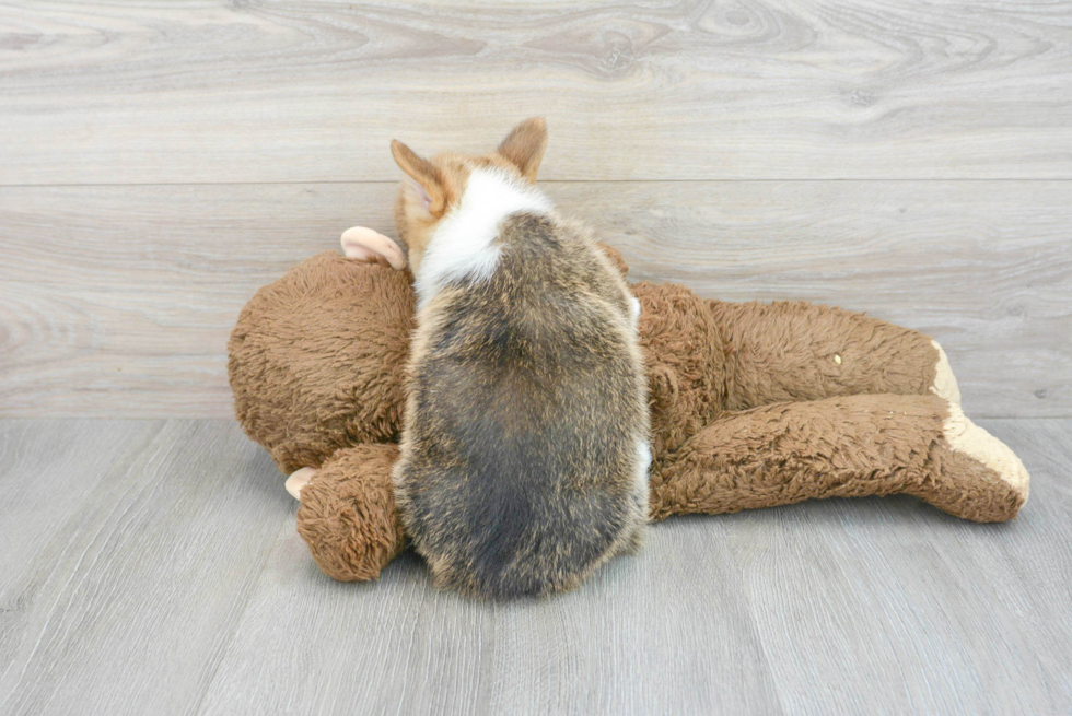 Pembroke Welsh Corgi Pup Being Cute