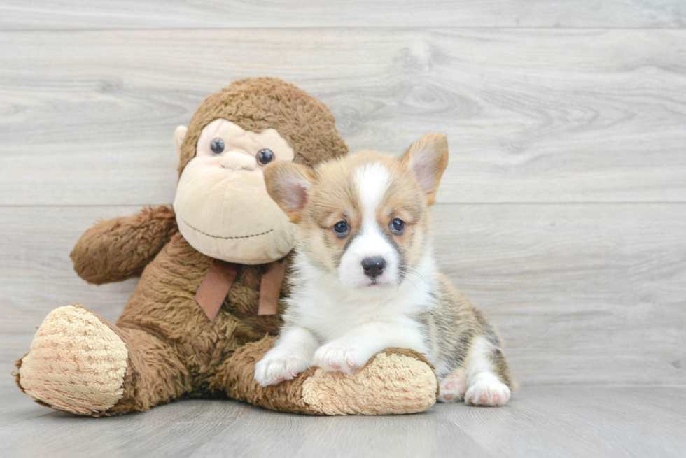 Best Pembroke Welsh Corgi Baby