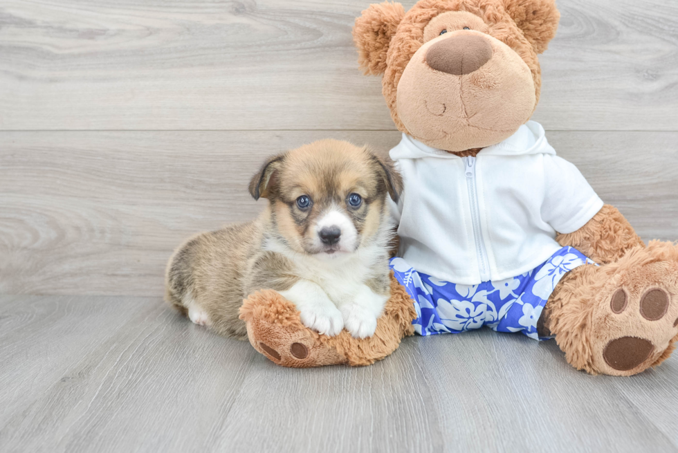 Best Pembroke Welsh Corgi Baby