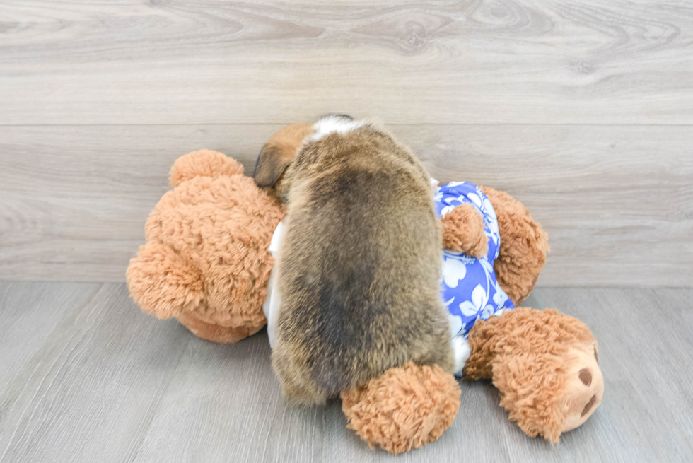 Happy Corgi Purebred Puppy