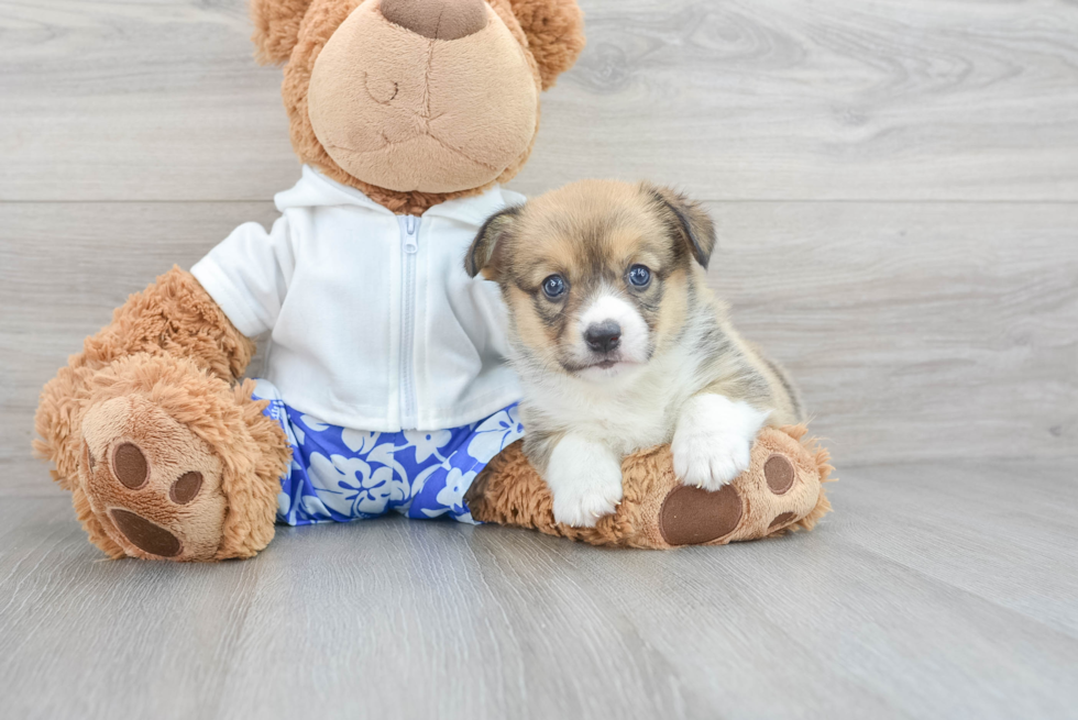Pembroke Welsh Corgi Pup Being Cute