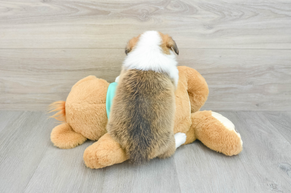 Pembroke Welsh Corgi Pup Being Cute