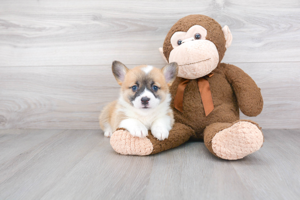 Best Pembroke Welsh Corgi Baby