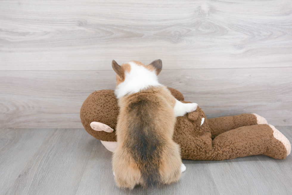 Pembroke Welsh Corgi Puppy for Adoption