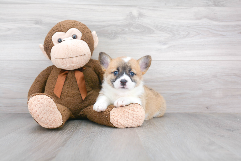 Hypoallergenic Pembroke Welsh Corgi Purebred Pup