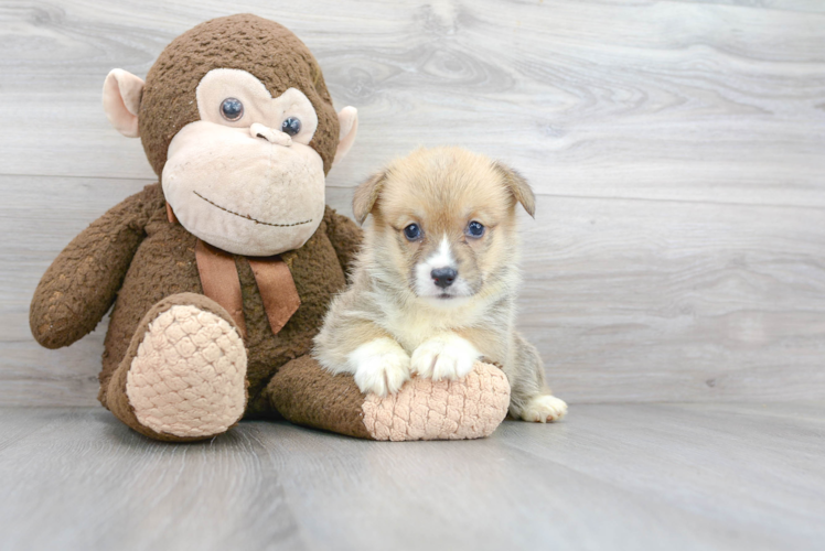 Cute Corgi Purebred Puppy
