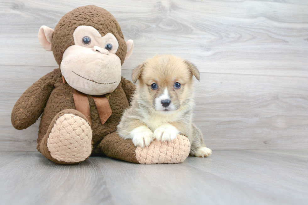 Cute Corgi Purebred Puppy