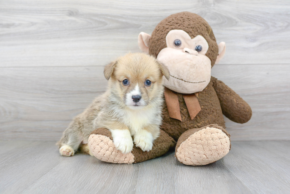 Cute Pembroke Welsh Corgi Baby