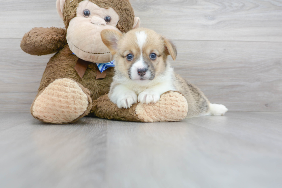 Best Pembroke Welsh Corgi Baby