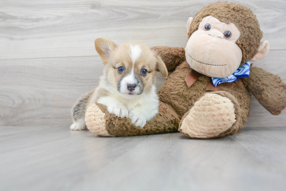 Best Pembroke Welsh Corgi Baby