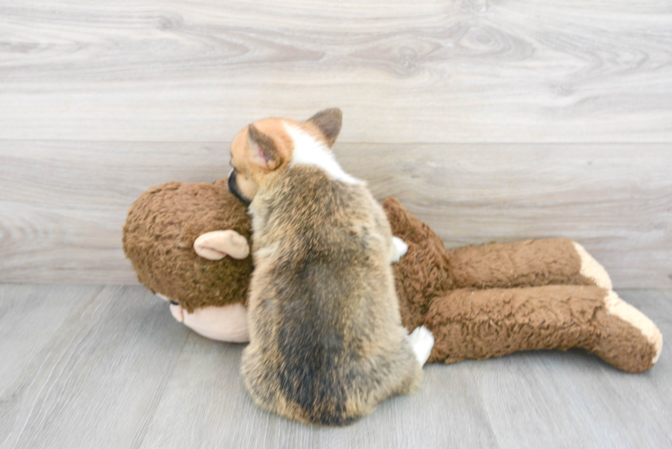 Pembroke Welsh Corgi Pup Being Cute